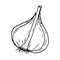 Garlic half head. icon, label, menu. sketch hand drawn doodle. vector monochrome minimalism. plant, food, spice