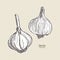 Garlic, hand draw sketch vector
