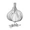 Garlic. Hand drawn garlic bulb