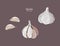 Garlic hand drawn vector illustration set.