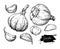 Garlic hand drawn vector illustration set. Isolated Vegetable, c