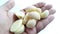 Garlic that has been peeled above the hand is ready to be used as a cooking spice with a delicious aroma