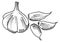 Garlic head with cloves sketch. Spice food engraving