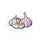 Garlic head and cloves, vector illustration