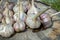 Garlic heads are dried on wood. Drying the garlic after harvest