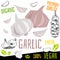 Garlic icon label fresh organic vegetable, vegetables nuts herbs spice condiment color graphic design vegan food.