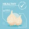 Garlic infographic vector Design, fresh vegetable