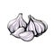 Garlic isolated on a white background. Garlic head and clove. Strengthening the immune system. Hand-drawn vector illustration