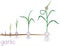 Garlic life cycle. Consecutive stages of growth from bulbil to flowering garlic plant