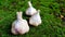 Garlic messidor on a green natural background. This variety is high yielding good quality, ripens early and has a high yield,