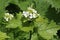 Garlic Mustard