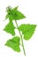 Garlic mustard (Alliaria petiolata)