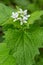 Garlic Mustard - Alliaria petiolata Common plant of woodland edge