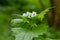 Garlic Mustard - Alliaria petiolata Common plant of woodland edge