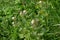 Garlic Mustard - Alliaria petiolata, Norfolk, England, UK.