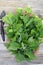 Garlic mustard, bishop`s weed, dandelion and nettle in the basket