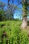 Garlic Mustard in Oak Forest