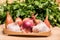 Garlic onions shallots in a small wooden basket and parsley