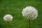 garlic ornamental white balls on stalks in flowerbed close-up