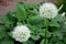 Garlic ornamental white balls on stalks in flowerbed close-up