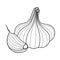 Garlic is a perennial herbaceous plant used as a seasoning in various dishes.