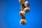 Garlic plait. Braided rope of garlic bulbs. Close up studio shot, isolated on blue background