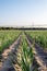 A garlic plantation with thick grasses and a flexible micro-sprinkler irrigation system.