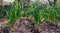 Garlic planted in a row on a garden bed. Green garlic leaves. Fragrant garlic in the country.