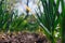 Garlic planted in a row on a garden bed. Green garlic leaves. Fragrant garlic in the country.