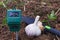 Garlic planting and measure pH content of the soil