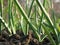 Garlic Plants on a Ground