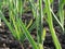 Garlic Plants on a Ground