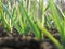 Garlic Plants on a Ground