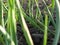 Garlic Plants on a Ground
