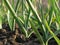 Garlic Plants on a Ground