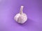 Garlic on purple background.