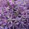 Garlic purple flower
