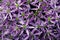Garlic purple flower