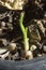 Garlic saplings are sprouting from the ground