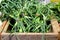 Garlic scapes (green garlic tops) at the farmer\'s market