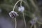 Garlic seed pod