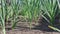 Garlic seedlings young planted in the garden in the countryside. Garlic plants in the ground.