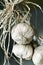 Garlic in sepia
