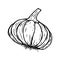 Garlic sketch black line isolated on white background