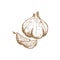 Garlic spice cooking seasonings isolated sketch