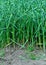 Garlic sprout in growth at vegetable garden