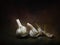 Garlic still life arrangement. Sprouting. Chiaroscuro style light painting with texture.