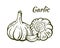 Garlic still life sketch hand drawn vector