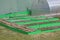 Garlic, strawberry and vegetable crop in green plastic frames. Raised beds in garden in box in early spring. Herbs growing in