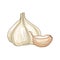 Garlic vector colored botanical illustration